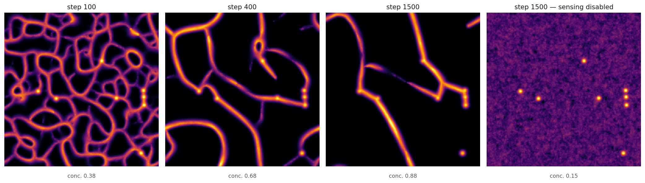 Growth of the Physarum-inspired network from a uniform random start, with a no-feedback control