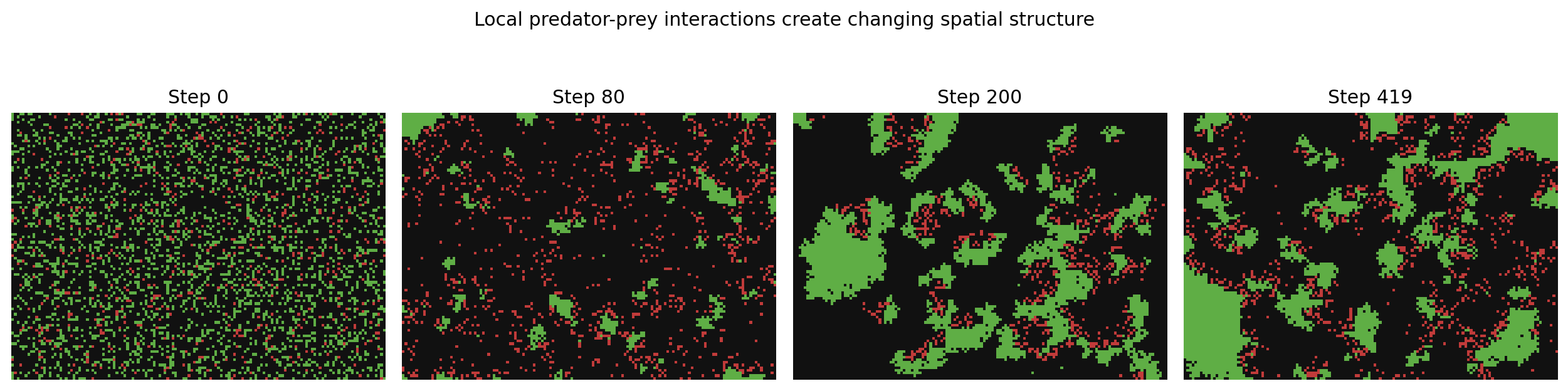 Predator-prey spatial evolution